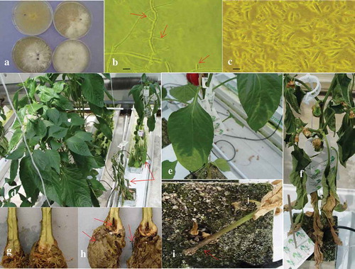 Fig. 1 (Colour online) Colonies, conidia and development of F. oxysporum on greenhouse ‘Fascinato’ pepper following inoculation. (a) 14-day-old cultures of F. oxysporum on aPDA. (b) Hypha and lateral subcylindric monophialides with conidia (arrows), scale bar = 8 μm, (c) 1, 2, 3, and 4-celled conidia, scale bar = 8 μm, (d) Greenhouse ‘Fascinato’ pepper plants: healthy, uninoculated (left) and plants with severe symptoms (right) (red arrows), 77 days after inoculation. The affected plants are stunted, the leaves are wilted and necrotic. (e) Foliar chlorosis originates from the leaf apex and in leaf vein tissue of lower leaves. (f) Later stage of disease development includes foliar necrosis starting from the lower leaves. (g) Crown tissue from control, water-inoculated ‘Fascinato’ pepper plants shows no internal stem damage, healthy white roots and no crown damage. (h) Crown tissue from ‘Fascinato’ pepper plants inoculated with Fusarium oxysporum shows significant black and brown discolouration (red arrow), roots that are dark brown or black and in many cases decayed (red arrows) and minor internal stem discolouration. (i) Dark brown, external stem discolouration (red arrow) at the base of the ‘Fascinato’ pepper plant.