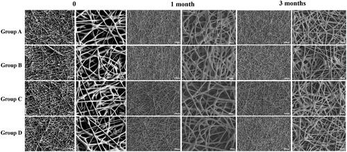 Figure 2. Morphological structures of RSG/PHBV membranes after 0 or 1 or 3 months. Magnification: left pictures of 0 or 1 or 3 months, 500×; right pictures of 0 or 1 or 3 months, 2000×. Scale bar: left pictures of 0 or 1 or 3 months, 100 μm; right pictures of 0 or1 or 3 months, 20 μm.