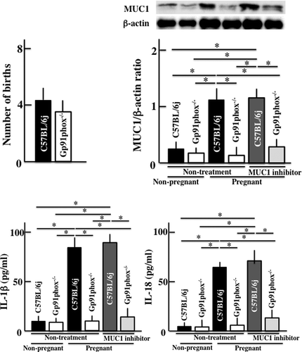 Figure 5. Effects of an IL-18 inhibitor on gp91phox−/- mice. Effects of IL-18 binding protein on the number of births, plasma levels of IL-1β and IL-18, and expression of MUC1 in the uterus in graviditas C57BL/6j and gp91phox−/- mice. Only the MUC1 values were high in non-treatment pregnant wild type mice. The values are presented as the means ± SD of data from six animals. *p<0.05.