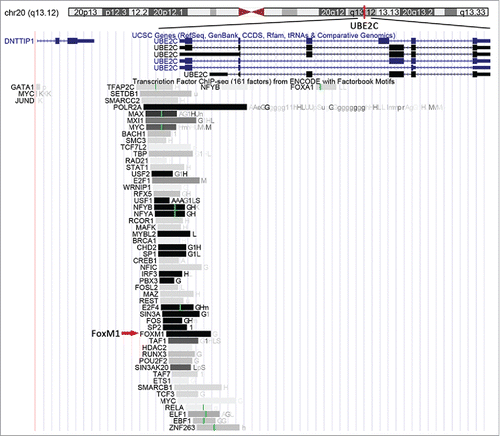 Figure 3. Predicted TFs, including FoxM1, are predicted to bind the UBE2C promoter region. The location of the UBE2C gene in the human genome is highlighted by the red bar. The FoxM1 transcription factor is indicated by the red arrow.