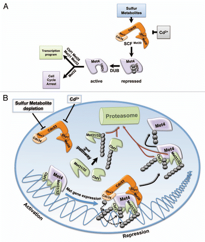 Figure 1 Regulation of sulfur metabolite homeostasis by ubiquitin-controlled transcription programs. (A) The ubiquitin ligase SCFMet30 links nutrient availability and heavy metal stress to cell cycle control and transcriptional response. The transcriptional activator Met4 is maintained in an inactive state by ubiquitylation. Ubiquitin-binding domains in the amino-terminal region of Met4 shield the ubiquitin chain from proteasome recognition and degradation. Nutrient or heavy metal stress block Met4 ubiquitylation and deubiquitylation converts the dormant pool of inactive Met4 into an active transcription factor. Met4 together with several co-factors induces a transcriptional program to restore sulfur metabolite homeostasis and to protect from heavy metal stress. A cell cycle arrest that specifically requires Met32 is also induced to protect cellular and genomic integrity during stress. (B) The transcriptional activator Met4 is substrate and substrate adapter of the ubiquitin ligase SCFMet30-Met4 and controls transcription complex dynamics. The transactivator function of Met4 is inhibited by SCFMet30-mediated ubiquitylation. Met4 ubiquitylation does not regulate its function as substrate adapter of the ubiquitin ligase SCFMet30-Met4, which leads to ubiquitylation and degradation of the DNA-binding co-factors Met31, Met32 and Cbf1. Stress signals block SCFMet30 resulting in simultaneous activation of Met4 and stabilization of the Met4 bound co-factors to assemble the active Met4 complex. A constitutive second degradation pathway independent of SCFMet30-Met4 selectively removes unbound co-factors. Repression after disappearance of the stress signal induces ubiquitin-dependent co-factor degradation and Met4 inactivation.