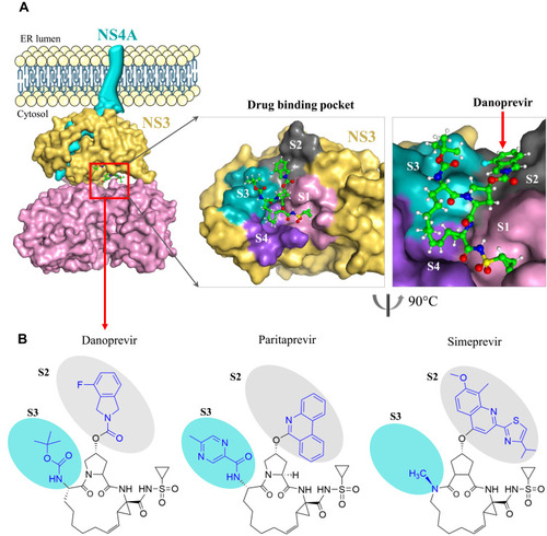 Figure 3 Drug binding pocket of danoprevir in the HCV NS3/4A complex. (A) Surface visualization of HCV NS3/4A with its inhibitor danoprevir (PDB: 4B76, 5EQR). The binding of NS4A to the endoplasmic reticulum membrane is presented by a schematic model. The drug-binding pocket of danoprevir is highlighted at the right. Four surface areas S1 to S4 are colored by pink, gray, cyan, and purple, respectively. (B) Chemical structures of danoprevir, paritaprevir, and simeprevir. Differences of three inhibitors are highlighted in blue, and colored cycles represent the S1 and S2 surface regions within the drug-binding pocket of HCV NS3 protease. Protein structures are visualized using the PyMOL V1.7 (https://pymol.org).