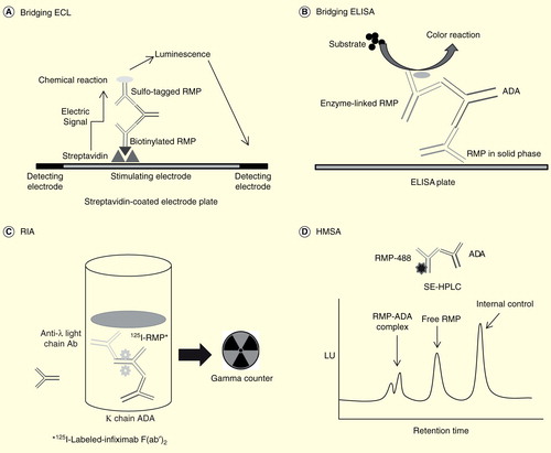 Figure 1. Schematic of methods to detect anti-drug antibodies. (A) In bridging ECL, samples are acidified then neutralized with ruthenylated RMP and biotinylated RMP. During incubation, ADAs are bound to both sulfo-tagged and biotinylated RMP to form an antibody–complex bridge, and samples are then loaded onto a streptavidin-coated electrode plate. After washing, only samples that contain ADAs bound to both sulfo-tagged and biotinylated RMP generate an ECL signal. (B) A bridging ELISA is based on the double-antigen format. RMP is used both during the solid-phase to capture antibodies against RMP and during the biotinylated detection phase with neutravidin–horseradish peroxidase. (C) In RIA, any radioactive complex extracted by anti-human lambda light chain antibodies is presumed to be RMP bound to ADA. This is because RMP is an antibody constructed solely of kappa light chains. (D) In HMSA, samples are incubated with florescent-labeled RMP. Resulting immune complexes are separated from the free label by SE-HPLC and the amount of ADA in the samples calculated from the resolved peak areas.