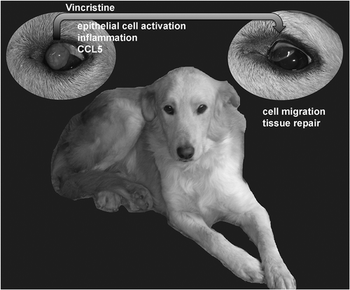 Figure 1. Mechanisms underlying the regression of ocular canine transmissible venereal tumor (CTVT) upon chemotherapy in mixed breed dog.Upper left, ocular CTVT treated with vincristine. Treatment induces activation and differentiation of host epithelial cells surrounding (or within) the tumour, an acute inflammatory response and a strong upregulation of Chemokine (C-C motif) ligand 5 (CCL5), which recruits and retains immune cells into the tumor. This early response is followed by infiltration of CD8 and CD4 T lymphocytes, natural killer (NK) cells, B lymphocytes and upregulation of C-C chemokine receptor type 5 (CCR5). Lastly, at regression (upper right), there is upregulation of genes for cell migration and tissue repair.