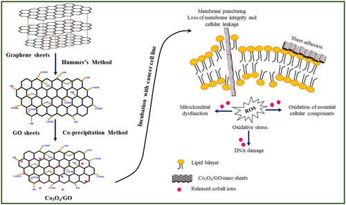 Figure 2. Schematic diagram of steps involved in the synthesis of Co3O4/GO nanocomposites and its mechanism of action.