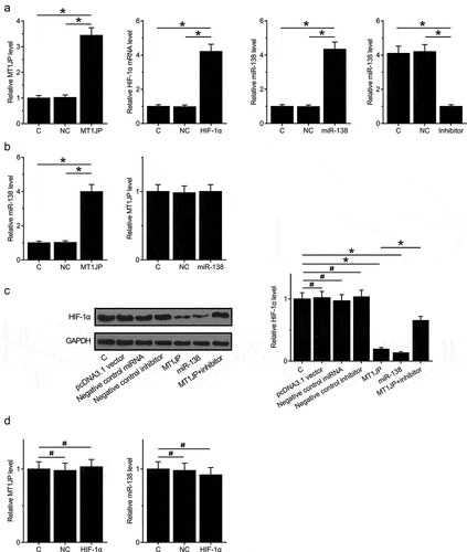 Figure 3. MT1JP upregulated miR-138 to downregulate HIF-1α.