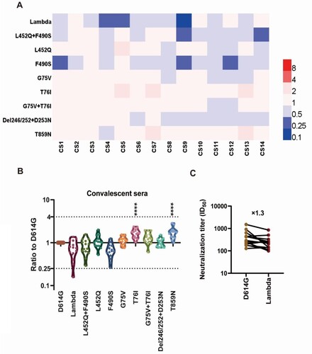 Figure 4. Analysis of the antigenicity of the Lambda variant using a panel of convalescent sera (A) Heatmap representation of the neutralization reactions using 14 convalescent sera (CS1-14) against 10 Lambda-related mutant pseudoviruses. The ratio of ID50 values (mean of three independent experiments) between the Lambda variant and D614G reference was calculated and analysed, followed by construction of a heatmap using HemI software. Red and blue boxes represent increased and decreased viral sensitivity to convalescent sera, respectively. (B) Violin plot of the summary and statistical analysis of changes in antigenicity of the Lambda variant. Each dot (mean of three independent experiments) represents one convalescent serum. One-way ANOVA and Holm-Sidak's multiple comparison tests were used to analyse the differences between groups. A P value less than 0.05 was considered statistically significant. * P<0.05, ** P<0.01, *** P<0.001, and **** P<0.0001. (C) Analysis of the ID50 values of neutralization reactions between the D614G reference and Lambda pseudoviruses to convalescent sera.