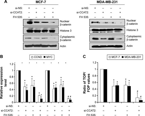 Figure 5 Suppressing CCAT2 expression affects the Wnt/β-catenin signaling pathway.