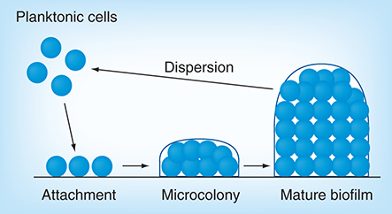 Figure 8.  Biofilm formation process.