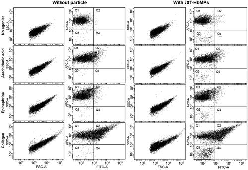 Figure 6 Flow cytometric analysis of the activation of platelets. Example of 70T-HbMPs compared to negative control. The events of the forward and side scatter as well as APC and FITC fluorescence channel are shown as dot plot. Platelets stained with APC-Antihuman CD42b (GPIbα) are enclosed in quadrant Q1. Double-stained with APC Anti-CD42ba and AlexaFlour 488 Antihuman-CD62P (P-selectin) events in quadrant Q2 represent activated-platelets. Non-stained particles were presented in Q3.