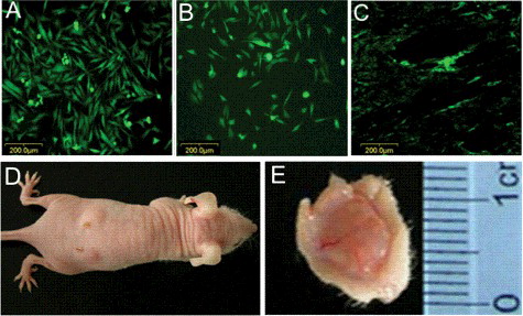 Figure 2. GFP labelling of implanted human PDL cells and Gross observation of new-born tissues. (A) GFP-labelled cells expressed GFP in culture dishes. (B) After seeding onto PGA fibres for 7 days, GFP expression remained observable. (C) After 8 weeks, GFP expression was detected by fluorescence microscopy in engineered PDL-like tissue. (D) and (E) Gross morphology of the new-born tissue 8 weeks after implantation of the specimen mouse.