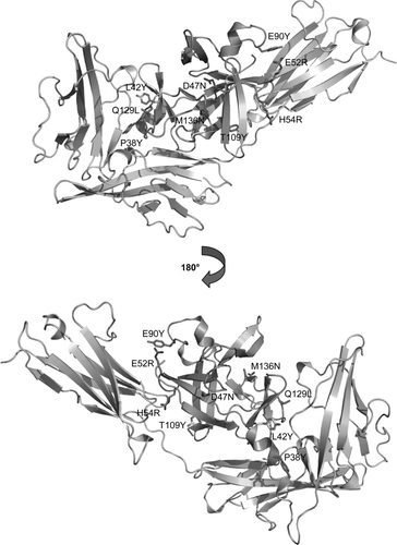 FIG. 4 Molecular model of the complex between a mutated IL-1Ra variant (green) and IL-1RI (grey) based on the IL-1Ra – IL-1RI crystal structure (PDB code: 1IRA) (Schreuder et al., Citation1997). Two sides of the molecule are viewed rotated 180° from each other. The seven selected mutations found in top clones (magenta) and additional positions 42 and 109 (cyan) are indicated. The beneficial effects of the indicated mutations could be explained by structure-based analysis of the model enabling suggestions of new alternative amino acids in those positions.