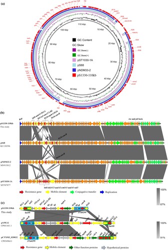 Figure 2. Genetic structure of plasmids that confer azithromycin resistance in Salmonella strain S1330. Circular (a) and liner (b) alignment of plasmid pS1330-110 kb in S. Derby strain S1330 with plasmids deposited in the NCBI database including pNDM33-2 (MN915012), pS86 (KU130396), and pST1030-1A (MT507877) using Blast Ring Image Generator (BRIG) and EasyFig. (c) Liner alignment of the MDR region of plasmid pS1330-110 kb with the plasmids pYPE12 and pCTXM3-020032. Dark blue, gene encoding replication initiation protein; red, resistance gene; yellow, insertion sequence; green, gene encoding plasmid conjugative transfer protein Tra and Pil.