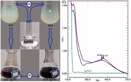 Figure 1. The variation of color changes in tested compounds (A) before and (B) after the process of reduction of Ag+ to Ag0 nanoparticles. (C) UV–Vis absorption spectra of AgNPs synthesized using cell-free supernatant of Bacillus sp. (A15 and D29) after 24 h.