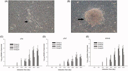 Figure 3. Cardiomyogenic differentiation of BMMSCs. (A) The cells polymerized to form myotubules after culture in group B for 12 days (arrow). (B) About 18 days later, the myotubules increased and fused to form fascicles (arrow). (C–E) Myocyte-specific genes – cTnI, cTnT and MYH 6 – were expressed after incubation in different induced groups for different induction days, whereas these genes were not detected in control cells (group D). Myocyte-specific genes showed a time-lapse increase in group A, group B and group C.