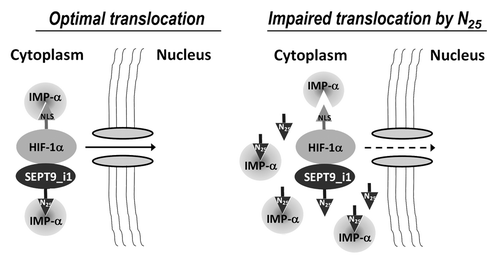Figure 8. A proposed model for SEPT9_i1-importin-α in HIF-1α nuclear translocation. SEPT9_i1 interacts with both HIF-1α and importin-α to drive HIF-1α nuclear translocation. The interaction between SEPT9_i1 and importin-α is mediated by SEPT9_i1 N25 depending on its NLS sequence. When N25 is overexpressed it competes with the full-length SEPT9_i1 for binding importin-α. As a consequence HIF-1α translocation to the nucleus is impaired. IMP-α, importin-α; NLS, nuclear localization signal.