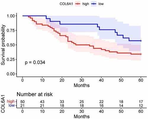 Figure 5. K-M survival analysis in our BC cohort showed that the overall survival time of COL6A1 high-expression group was poor (p = 0.034).