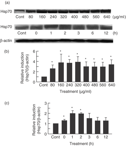 Figure 1. PF induced Hsp70 in a dose- and time-dependent manner. (a) SDS-PAGE and Western blotting were performed on U937 cells treated with PF for 30 min at different concentrations (80–640 μg/ml for dose-dependent experiments and 160 µg/ml for time-dependent experiments). After which cells were incubated at different times (0–12 h for time-dependent experiments and 3 h for dose-dependent experiment). The signals were visualized by a luminescent image analyser using an ECL system. (b,c) Bands were quantified by densitometry and normalized with β-actin. Data are presented as mean ± SD (n = 3). *p < 0.05 vs. control (Student's t test). Cont, control.