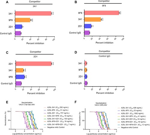 Figure 4. Epitope competition analysis and synergetic antiviral effects of monkeypox A29L protein specific antibodies 3A1,9F8 and 2D1. (A), 3A1 epitope comparison with 9F8 and 2D1 using competition ELISA,with 3A1 as competitor. (B), 9F8 epitope comparison with 3A1 and 2D1 using competition ELISA,with 2D1 as competitor. (C), 2D1 epitope comparison with 3A1 and 9F8 using competition ELISA, with 2D1 as competitor. (D), Negative antibody epitope comparison with 3A1, 9F8, and 2D1 using competition ELISA. IgG was used as the competitor and as a non-neutralizing monoclonal antibody specific for A35R generated in our laboratory. Statistical analysis was performed using the t-test. *p < 0.05, **p < 0.05, ***p < 0.001 versus the negative control group. (E-F), Synergetic microneutralization ability of monkeypox A29L protein specific antibodies 3A1,9F8 and 2D1 against IMV form of VACV Tian tan strain (E) and IMV form of VACA WR strain (F).