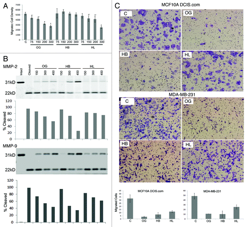 Figure 1.(A) Effect of OG and its fractions on cell migration. *p < 0.001; *’p < 0.05 compared with control (vehicle alone). (B) Cleavage of galectin-3 by MMP-2 and -9 in the presence of OG, HB or HL. Band density was calculated using Odyssey Infrared Imaging System. % cleavage was calculated as % of cleaved galectin-3 to total protein (intact+ cleaved). (C) Effect of OG, HB or HL on chemoinvasion: The migrated cells were counted using the Cellsens software (Olympus). Three fields per sample were counted and average numbers were plotted (graph). Equal volume of vehicle was added in the control wells. The experiments were repeated thrice and representative experiments are depicted.