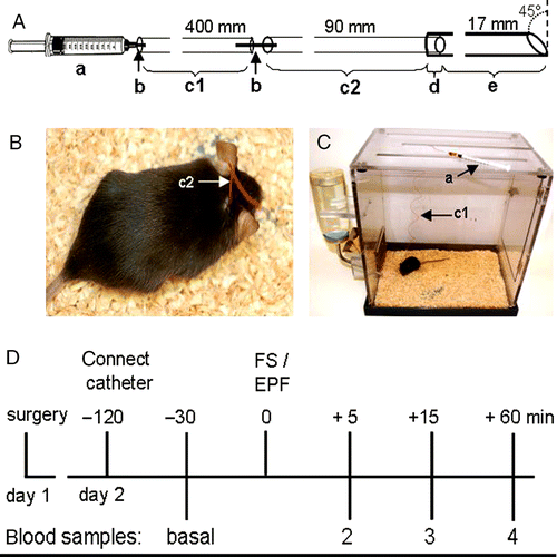 Figure 1(a).  Schematic representation of the mouse catheter system adapted for repeated blood sampling in conscious mice; a: 1-ml syringe, b: a 15-mm piece of a 27-G cannula, c1: a 400-mm PE-10 extension tubing (ID 0.28 mm; OD 0.61 mm) which is linked to the catheter through another 15-mm piece of 27-G cannula. The catheter is composed of a PE-10 tubing (c2: 90-mm long) connected through a 5-mm overlap (d) to a silicone tubing (e: ID 0.30 mm; OD 0.64 mm, 17-mm long), beveled at its tip to an angle of about 45°. (b). Mouse with already implanted catheter, exteriorized through the nape of the neck. (c). Representation of a catheterized mouse in the Plexiglas cage with the extended PE-10 connection tubing (arrow, c1) attached to the syringe (arrow, a) lying on top of the cage. (d). Schematic representation of the blood sampling protocol: about 24 h after surgery, the indwelling jugular vein catheter is connected to the PE-10 extension tubing and the 1-ml syringe 90 min before the start of the experiment. Thirty minutes after collection of the basal sample, the mouse is exposed for 5 min to the elevated platform (EPF) or (another group of mice) to 60 s of forced swim (FS). At 5, 15, and 60 min after termination of stressor exposure, blood samples 2, 3, and 4 are collected.