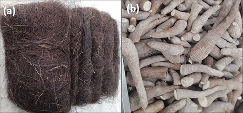 Figure 1. (a) sugar palm fiber (Ijuk) and (b) cassava.