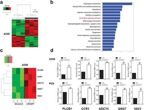 Figure 3. Chemokine signaling pathways are involved in FOXP1-mediated effect.(a) Hierarchical clustering analysis reveals the alterations of transcripts in A549 cells treated with control or FOXP1 siRNA. (b) KEGG analysis of those significantly changed genes shows their enrichment in chemokine signaling pathway. (c and d)　The heatmap of representative genes (c) and the RT-PCR validations (d), showing the alterations of CCR1, ADCY5, GNG7, VAV3, and PLCB1 after the knockdown of FOXP1. * p < 0.05, *** p < 0.001.