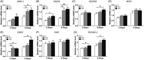 Figure 5. Effect of MNTs on the expression of angiogenic-associated genes. (A) ANG-1, (B) VEGFA, (C) VEGFR2, (D) BFGF, (E) ENOS, (F) VWF and (G) PECAM-1 expression levels in HUVECs seeded onto the smooth (S) and hierarchical micro-/nanotextured surfaces (R10 and R20) for 3 and 5 days were measured by quantitative real-time PCR. *p < .05; **p < .01; ***p < .001.