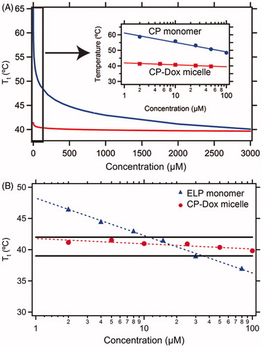 Figure 6. Thermal properties of micelles of chimeric polypeptide-doxorubicin (CP-DOX) conjugates. (A) Relationship between the inverse transition temperature of a CP-DOX micelle (red squares) and an unconjugated CP of the same composition (blue circles). The inset displays a magnified view of the low concentration regime for each construct. (B) The CP-DOX micelle (red circles) transition temperature shows minimal dependence on the concentration, and thus remains within the hyperthermia window (solid black lines) over a wide concentration regime, whereas the ELP monomer used in previous hyperthermia studies (blue triangles) shows a strong concentration dependence [Citation13].