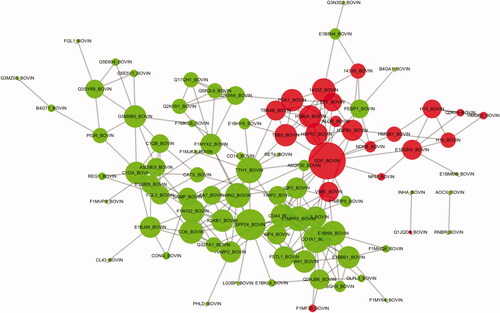 Figure 7. PPI (protein-protein interaction network) network interaction map of DEPs(differentially expressed proteins). Red represents upregulated proteins, and green represents downregulated proteins. Each dot represents a DEP. The figure shows the IDs of the DEPs. Details are available in Schedule 1, and the protein details are found in Supplementary Schedule 1 according to the ID.