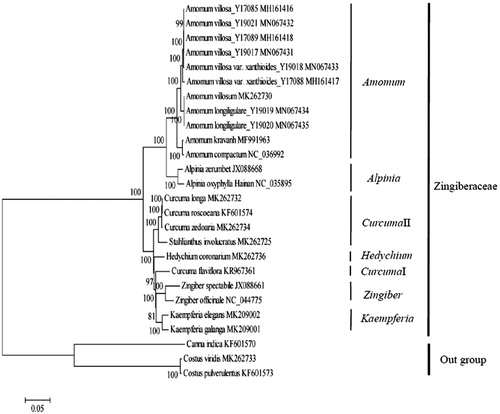 Figure 1. Phylogenetic tree constructed with single nucleotide polymorphisms arrays from 26 chloroplast genomes using the maximum likelihood method. The bootstrap values were based on 1000 replicates and are indicated next to the branches.