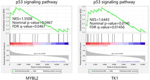Figure 12 The regulation of MYBL2 and TK1 on p53 pathway in CSCC.