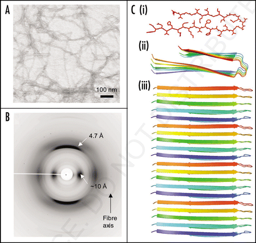 Figure 2 Synthetic amyloid fibrils made from Aβ peptide (A) electron micrograph showing long, straight, unbranching fibrils. (B) X-ray fiber diffraction pattern from partially aligned amyloid fibrils showing the characteristic “cross-β” diffraction pattern. (C) The structure of the Aβ amyloid fibril interpreted from ssNMR data,Citation67 showing the top view of the fiber (i and ii) with side chains (i), showing the importance of side chain packing with in the fiber and as a cartoon (ii). The side view (iii) revealing the β-strands running perpendicular to the fiber axis.