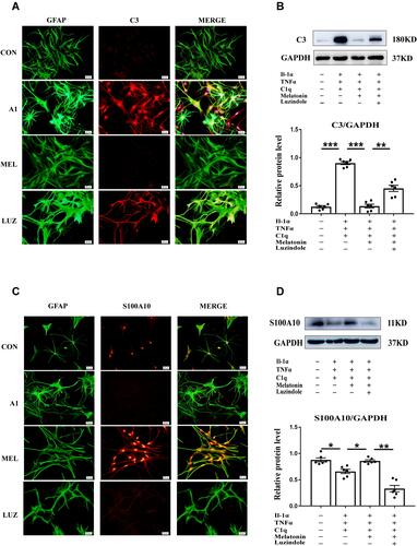 Figure 6 Melatonin reversed the increased expression of C3, and decreased expression of S100A10 in primary astrocytes stimulated by IL-1α, TNF-α and C1q in vitro. After melatonin treatment and IL-1α, TNF-α and C1q exposure, the astrocytes were processed for immunofluorescence staining using primary antibodies GFAP (green), and anti-C3 (red) for A1 detection. Immunofluorescence images of cultured primary astrocytes showing the expression of GFAP and C3 at 24h after the treatment with IL-1α + C1q + TNF-α, IL-1α + C1q + TNF-α + melatonin and IL-1α + C1q + TNF-α + melatonin + luzindole when compared with the corresponding control (A). (B) Shows the optical density changes of C3 protein relative to GAPDH. A2 astrocytes were examined by immunofluorescence labeling using anti-GFAP (green) and A2 marker anti-S100A10 (red). Immunofluorescence images of cultured primary astrocytes showing expression of GFAP and S100A10 at 24h after treatment of IL-1α + C1q + TNF-α, IL-1α + C1q + TNF-α + melatonin, and IL-1α + C1q + TNF-α + luzindole when compared with the corresponding control (C). (D) Shows the optical density changes of S100A10 protein, relative to GAPDH. Scale bars: 20 μm. *P<0.05, **P<0.01, ***P<0.001 (n=3 for each group).