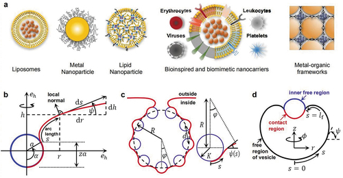 Figure 5. Structures and mechanical models of nano-carriers. a) Schematic diagram of the structures of various nano-carriers: from the traditional to the most advanced. b) the model for elastic deformation of a fluid membrane upon colloid binding [Citation191]. c) the model for cooperative entry of nanoparticles into the cell [Citation194]. d) the model for incorporation of soft particles into lipid vesicles [Citation195].