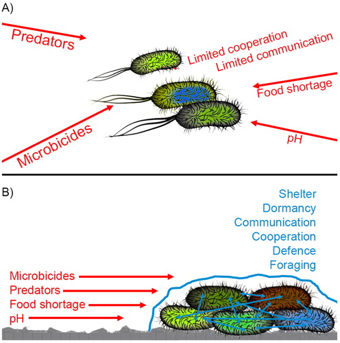 Figure 2. Some bacteria live as solitary and planktonic organisms, at least for a while. However, (A) this lifestyle has disadvantages and (B) the majority seeks refuge on surfaces, forming biofilms. This lifestyle confers many advantages on their inhabitants protecting them from the environment. Biofilms represent a much higher level of organization than single cells do.