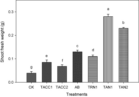 Figure 5. Comparative effectiveness of ACC-deaminase and/or nitrogen-fixing rhizobacteria on shoot fresh weight of tomato. Different letters (a–g) on bars indicate significant differences of mean values for shoot fresh weight. Bars represent standard errors.CK, control; AB, Azotobacter