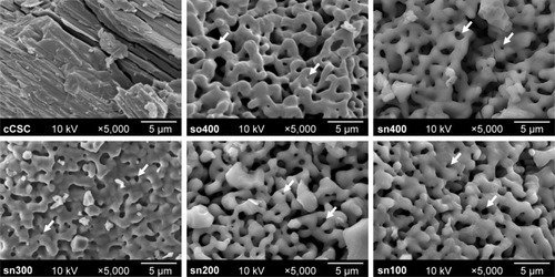 Figure 3 Microstructure of conventional calcium silicate cement (cCSC) and sol-gel-derived calcium silicate cements (sCSC), comprising so400, sn400, sn300, sn200, and sn100, in powder form (5,000×). The arrows indicate pores in sCSC.