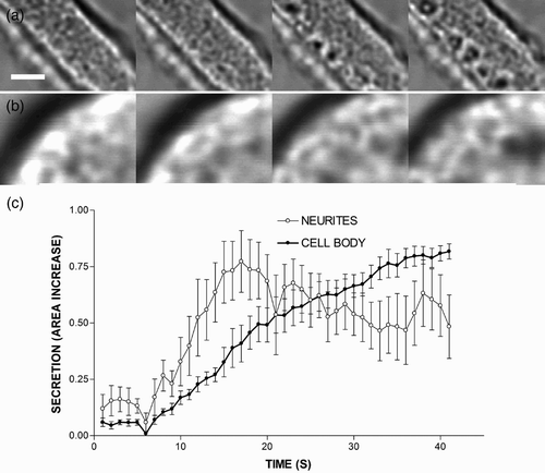 Figure 2. Cytoskeletal alterations and secretory behaviour in the terminals and the cell body of neurite-emitting chromaffin cells. The figure shows transmitted light images of a neurite process (a) and the cell body of a round cell (c) stimulated by perfusion with a depolarizing solution (KCl 59 mM). Time-lapse images were separated by 5-s intervals, showing that the increase in the area occurred after stimulation. The increase in the area was estimated in nine cells to measure secretory kinetics in both the terminals of neurite-emitting cells and the cell body of round cells (c). Bar represents 1 μm.