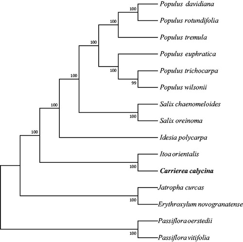 Figure 1. Phylogenetic relationships of 15 seed plants based on plastome sequences. Bootstrap percentages are indicated for each branch. GenBank accession numbers: Erythroxylum novogranatense (KX256287), Passiflora vitifolia (MF807947.1), Passiflora oerstedii (MF807942.1), Idesia polycarpa (KX229742), Itoa orientalis (MG262342), Jatropha curcas (FJ695500), Populus tremula (KP861984.1), Populus davidiana (KX306825.1), Populus rotundifolia (KX425853.1), Populus euphratica (KJ624919), Populus trichocarpa (EF489041), Populus wilsonii (MG262359), Salix chaenomeloides (MG262362), and Salix oreinoma (MF189168.1).