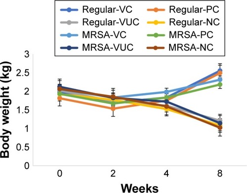 Figure 8 The change of body weight.Notes: Regular-VC referred to subgroup VC of regular S. aureus group, and so on. Comparison of weight between pretreatment and the end time: regular-VC: P=0.007; regular-PC: P=0.09; regular-VUC: P=0.02; regular-NC: P=0.04; MRSA-VC: P=0.01; MRSA-PC: P=0.08; MRSA-VUC: P=0.04; MRSA-NC: P=0.02.Abbreviations: MRSA, methicillin-resistant Staphylococcus aureus; VC, vancomycin-loaded bone-like hydroxyapatite/poly amino acid group; VUC, bone-like hydroxyapatite/poly amino acid group; PC, vancomycin-loaded polymethyl meth-acrylate group; NC, simulated body fluid group.