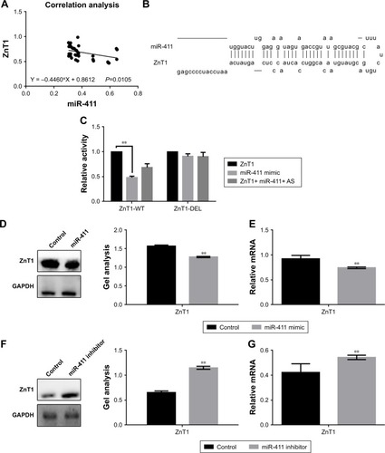 Figure 2 Relationship between miR-411 and ZnT1 in bladder cancer.