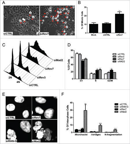 Figure 2. Rev7 depletion causes mitotic arrest in HeLa cells. (A) Representative images showing increased number of round cells (red arrowheads) in siRev7-treated cells after 72 hrs of treatment. (B) Quantitative analysis of the percentage of round cells in mock-, siCTRL- and siRev7-treated cells 72 hrs post-transfection. Results are the average of 3 experiments with approximately 500 cells in each experiment. Round cells were considered to be mitotic cells and the rest to be other phases of the cell cycle. (C) Cell-cycle distribution as determined by flow cytometry after 72 hrs of treatment with indicated siRNAs. siMad2 cells were analyzed after 48 hrs of treatment. (D) Percentage distribution of cells in different phases of the cell cycle averaged from 3 experiments as analyzed from the flow cytometry data in (C). (E) Representative images of DAPI-stained cells with Rev7, RAN or Mad2 depletion showing different types of nuclear abnormalities such as nuclear constrictions (siRAN), nuclear fragmentation (siMad2), interphase bridge and micronuclei formation (siMad2). siRAN images were captured at 36 hrs post-transfection, siMad2 at 48 hrs post-transfection and siRev7 at 72 hrs post-transfection. (F) Quantitative analysis of various nuclear abnormalities observed after the siRNA treatment. I-bridges (Interphase bridges), N-fragmentation (Nuclear fragmentation). Error bars represent standard deviation. *p < 0 .05, **p < 0 .005, ***p < 0 .0005 vs. siCTRL.