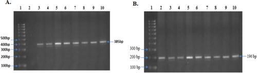 Figure 6. Obtained and observed PCR product of both CYP3A4*1B and CYP3A5*3. (A) PCR product of CYP3A4*1B: Representative images of all sample (385 bp) (Lane 3 to 10), Lane-1 contains Molecular ruler; Lane-2 contains blank. (B) PCR product of CYP3A5*3, Representative images of all sample (196 bp) (Lane 2 to 10), Lane-1 contains Molecular ruler.