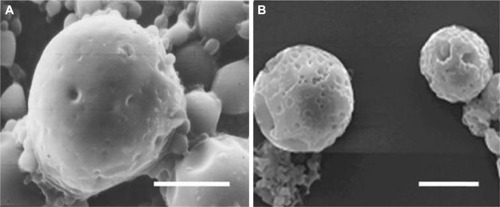 Figure 5 The scanning electron microscope images of bFGF-PLGA MS in 4.0 pressure loading group.