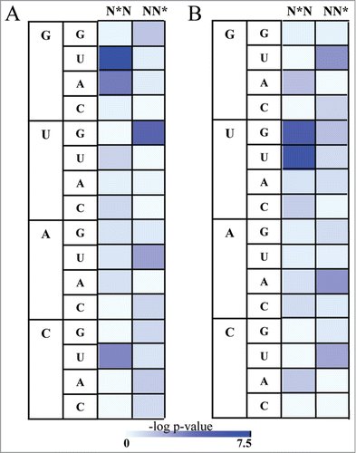 Figure 2. The distribution of Syn and C2' endo conformations in dinucleotides binding to the RRM domain. Asterix indicates nucleotides in rare conformation (syn or C2' endo) (A) Heatmap demonstrating the statistical significant of the enrichment of the dinucleotides possessing the syn conformations in RNA bound to RRM relative to the background of All RNA. The statistical significance is represented by the –log P value of the enrichment calculated using the Fisher's exact test following the Bonferroni correction, color range from azure (not significant) to blue (highly significant) (B) Heatmap demonstrating enrichment of the dinucleotides possessing the C2' endo conformations in RNA bound to RRM relative to the background of All RNA. The statistical significance is represented by the –log P value calculated using the Fisher's exact test following the Bonferroni correction, color range from azure (not significant) to blue (highly significant).