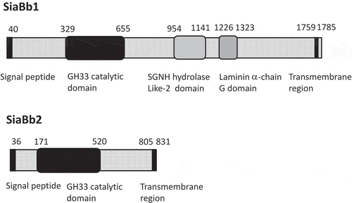 Figure 1. Schematic representation of the domain architecture of SiaBb1.The amino acid numbering starts at the probable initiation codon, and the domain responsible for exo-α-sialidase activity (amino acids 329 to 655) is depicted as a black box. The black bars at the N- and C-termini indicate a signal peptide and a transmembrane anchor region, respectively. The schematic representation of the domain architecture of SiaBb2 is also shown (see ref.6).