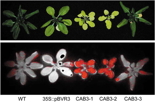 Figure 1. Growth and non-photochemical quenching (NPQ) phenotypes of No-0 wild-type (WT), constitutive inactivation of phytochrome line (35S::pBVR3), and mesophyll tissue-specific phytochrome inactivation lines (CAB3::pBVR1 [CAB3-1], CAB3::pBVR2 [CAB3-2], and CAB3::pBVR3 [CAB3-3]). Plants were grown under white light (100 µmol m−2 s−1) with a long-day photoperiod (16-h-light and 8-h-dark cycle) for 45 d. Before photographing, stems were removed from plants. Top panel: Bright light image of the Arabidopsis strains. Bottom panel: NPQ image of the Arabidopsis strains. In false-color NPQ image, white reflects the WT level of NPQ, whereas red reflects a low level of NPQ.