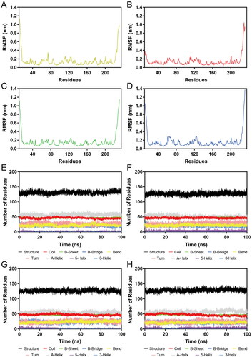 Figure 8. (A–D) RMSF of Cα atoms of Hsp90 residues in HPs 1–4-Hsp90 complexes, respectively. The colour code is HP-1-Hsp90 (yellow), HP-2-Hsp90 (red), HP-3-Hsp90 (green), and HP-4-Hsp90 (bule). (E–H) Secondary structure of Hsp90 in HPs 1–4-Hsp90 complexes, respectively.