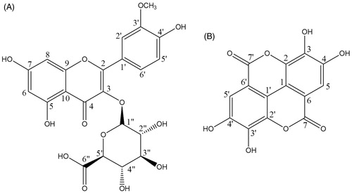 Figure 5. Structures of compound 1 (isorhamnetin-3-O-d-glucuronide) and compound 2 (ellagic acid).